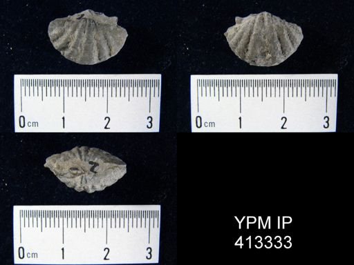 Delthyris crispa