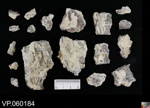 undet. Actinopterygii