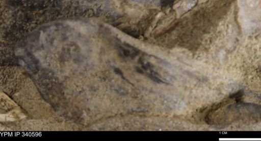 Ostrea glabra