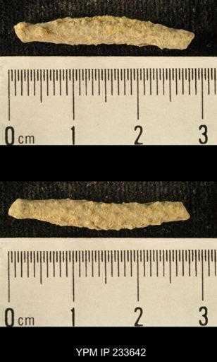 Archaeocidaris sp.