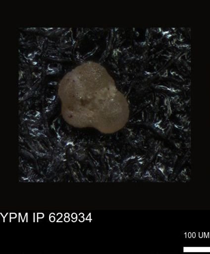undet. Foraminiferida