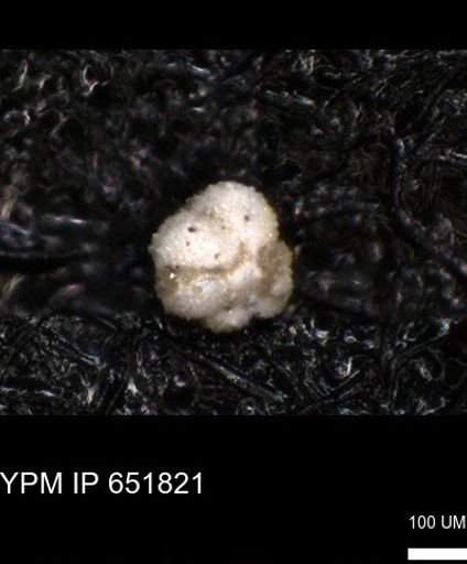 undet. Rugoglobigerinidae