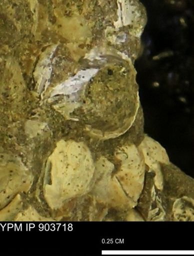 Corbulamella sp.