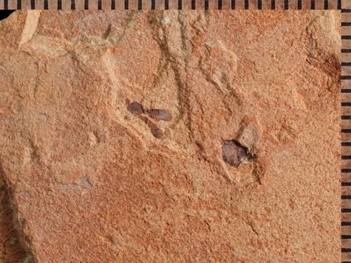 undet. Hymenoptera