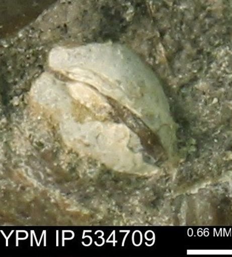 Protocardia subquadrata