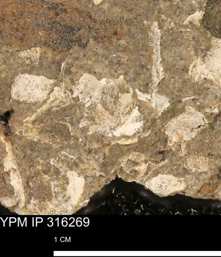 undet. Mollusca