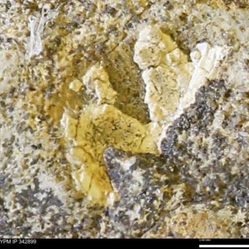 undet. Mollusca
