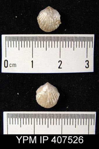 Atrypa reticularis