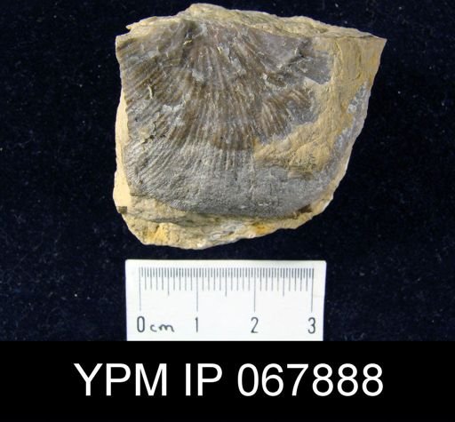 Strophonella punctulifera