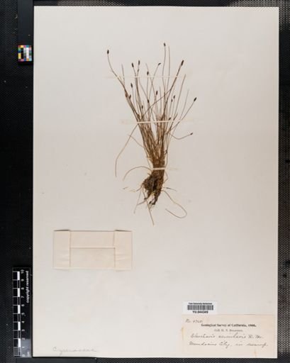 Eleocharis