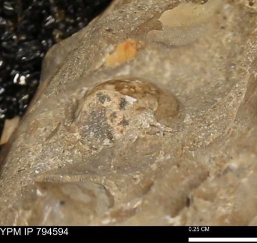 Protocardia subquadrata