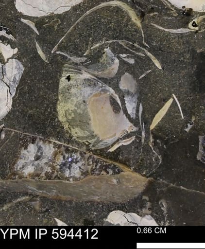 Protocardia sp.