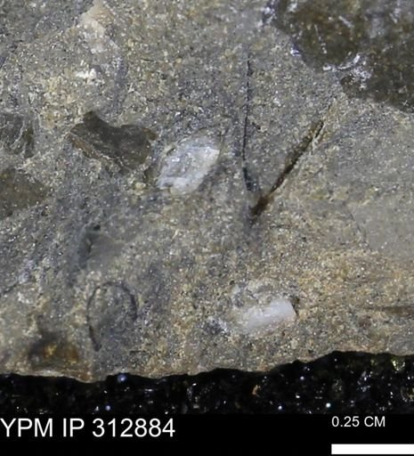undet. Mollusca