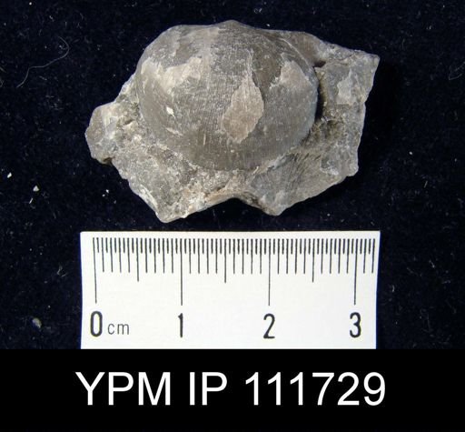 Brachyprion robustum