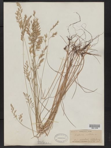 Festuca rubra