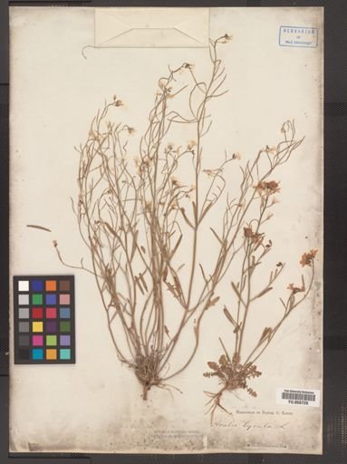 Arabis lyrata