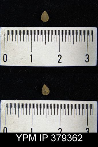 Camarotoechia acinus