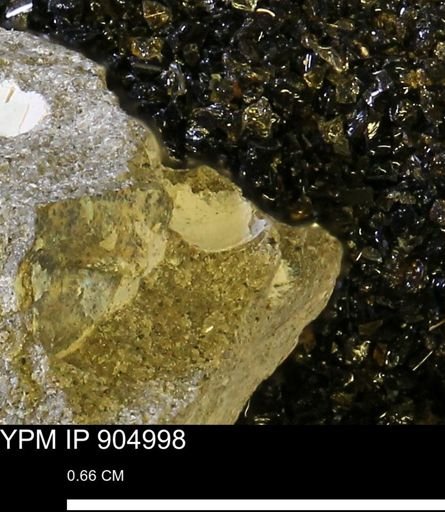 undet. Mollusca