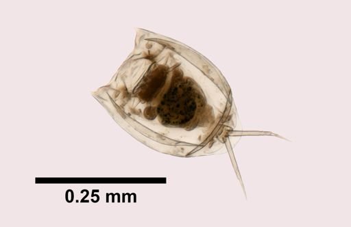 Lecane ungulata