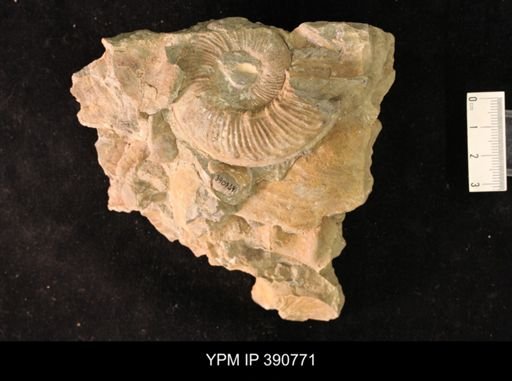 undet. Ammonoidea