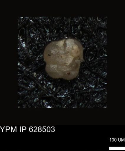 undet. Foraminiferida