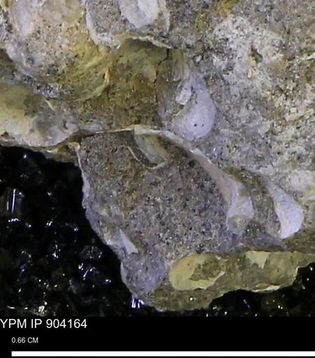 undet. Bivalvia