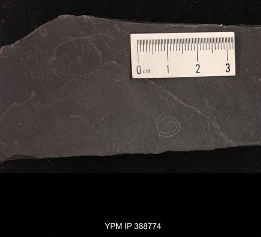 undet. Hexapoda