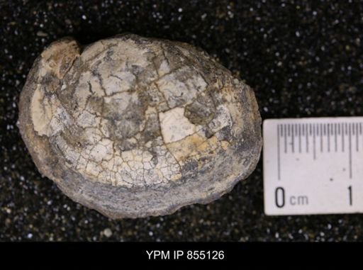 Nymphalucina occidentalis