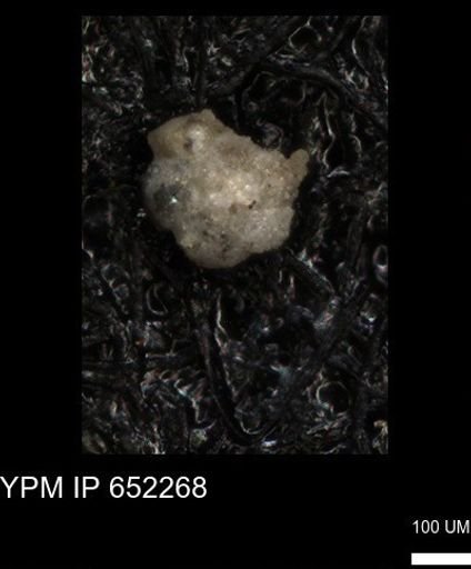 undet. Foraminiferida