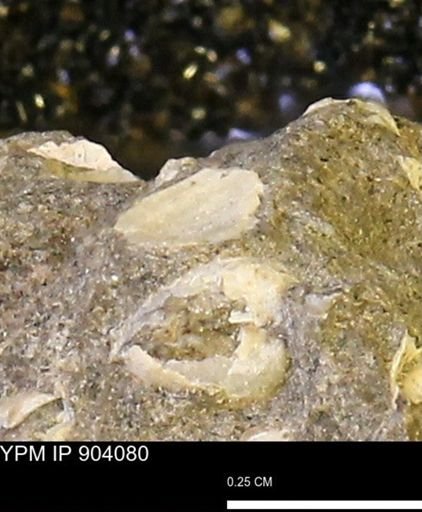 undet. Bivalvia