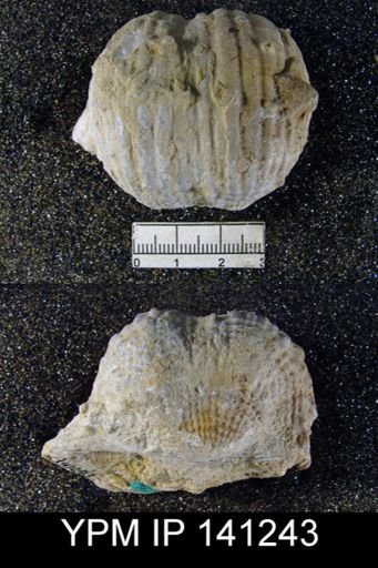 Productus (Dictyoclostus) indicus