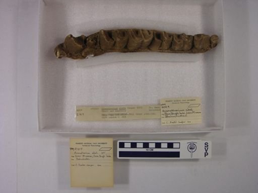 Aceratherium abeli