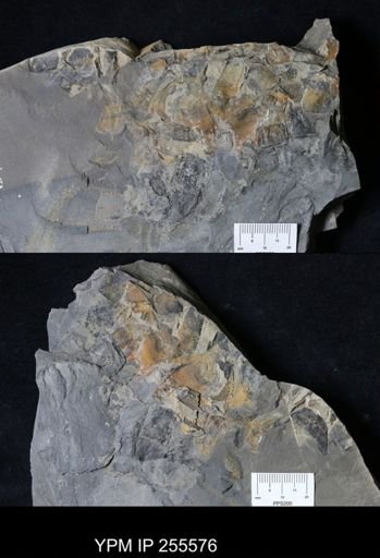 Eurypterida