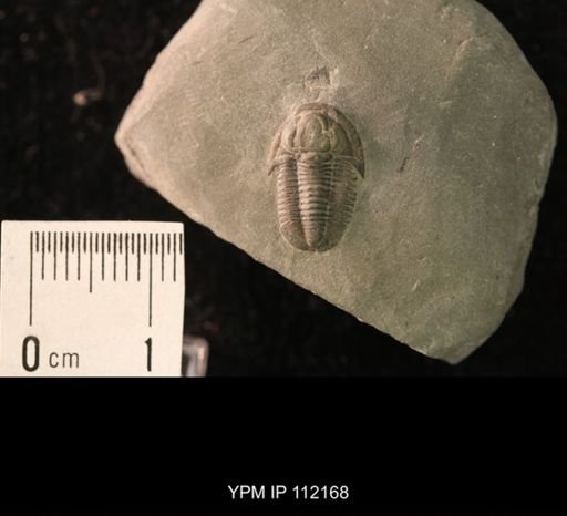 Proetus latifrons