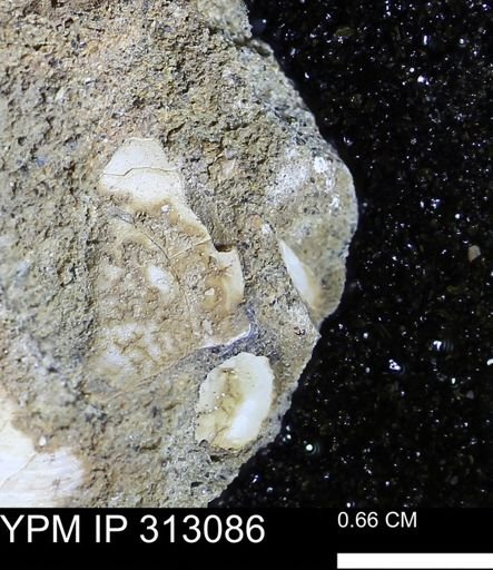 Corbicula
