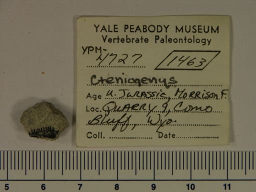 Cteniogenys sp.