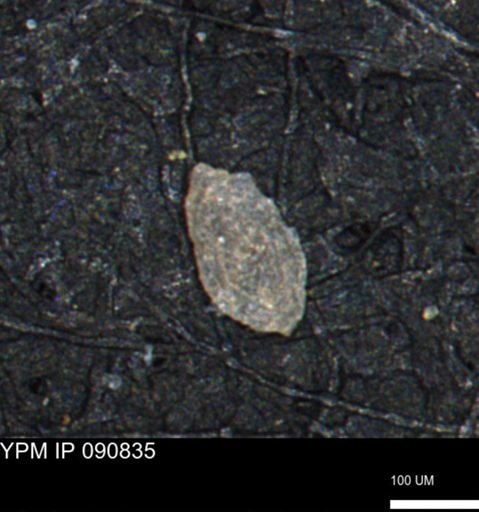 Miliammina manitobensis
