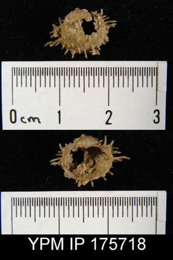 Echinaurus sp.