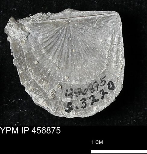 Stropheodonta sp.