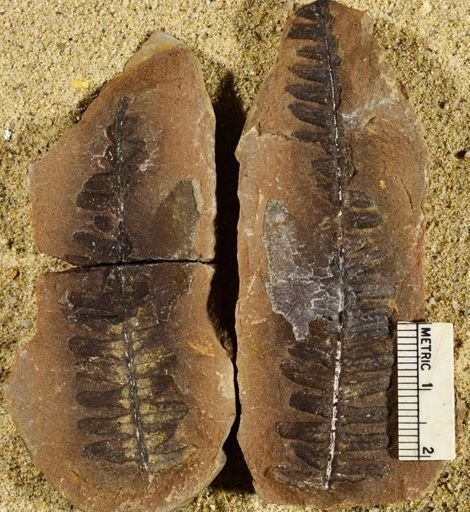 Pecopteris miltoni