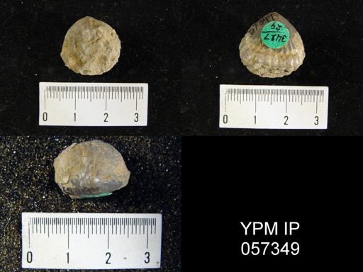 Uncinulus sp.
