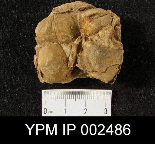 Chonetes sarcinulatus