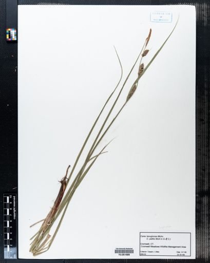 Carex lanuginosa