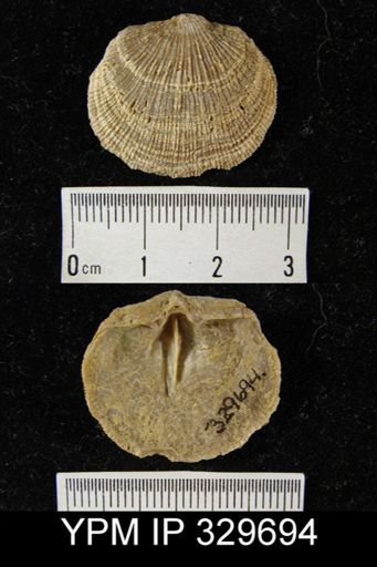Derbyia crassa
