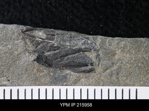 undet. Stylonuracea