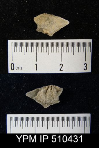 undet. Orthida