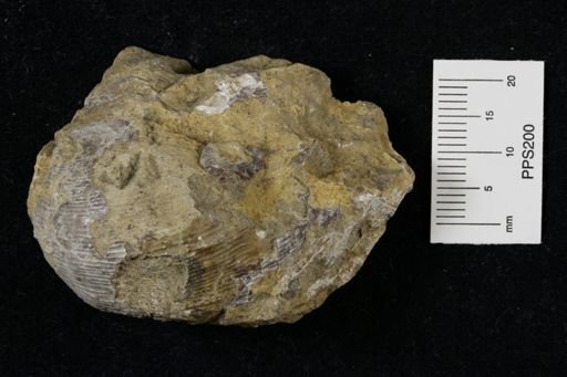 Linoproductus prattenianus