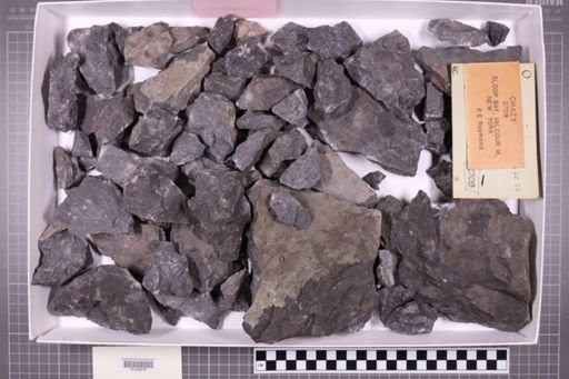 mixed taxa, stratigraphic collection