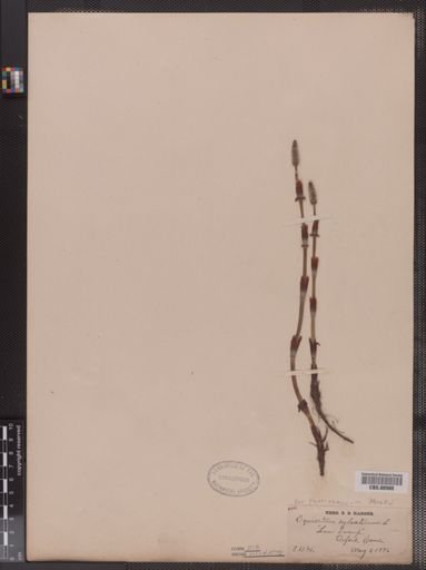 Equisetum sylvaticum