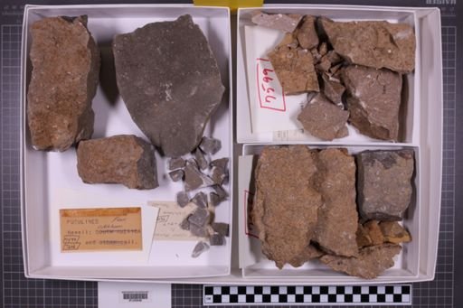 mixed taxa, stratigraphic collection